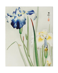 Collection image for: Canvas