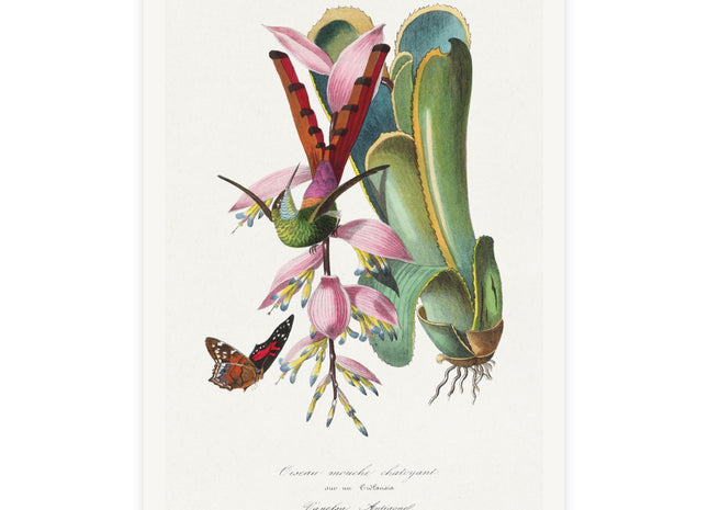 Hummingbird by Paul Gervais Postcards (envelopes included) - Bundles of 10, 30, 50 Pieces