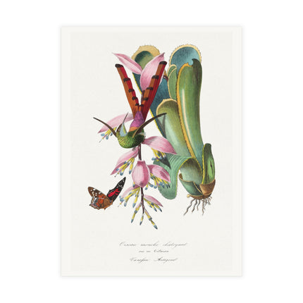 Hummingbird by Paul Gervais Postcards (envelopes included) - Bundles of 10, 30, 50 Pieces