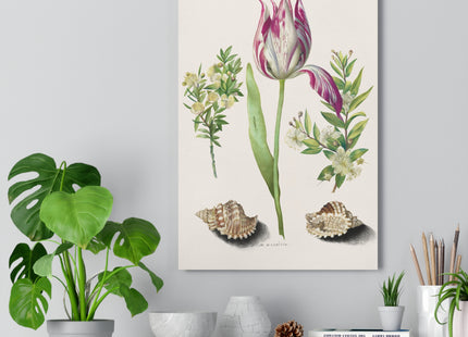 Tulip, Branches of Myrtle, and Shells Giclée Art Print