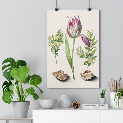 Tulip, Branches of Myrtle, and Shells Giclée Art Print