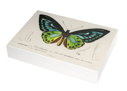 Green Birdwing by Charles Dessalines D' Orbigny Postcards (envelopes included) - Bundles of 10, 30, 50 Pieces