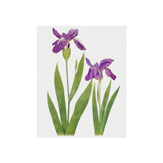 Iris Tectorum & Iris Loptopetala: Botanical Elegance from The Genus Iris Matte Fine Art Posters