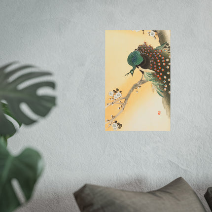 Peacock on a Cherry Blossom Tree by Ohara Koson Fine Art Posters
