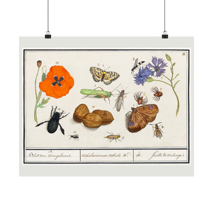 Natural History Ensemble, No. 11 by Anselmus Boëtius de Boodt Matte Horizontal Posters