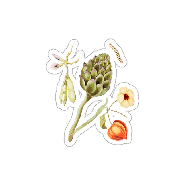 Artichoke, Cynara scolymus, broad beans, Vicia faba and lampion plant, Physalis by Anselmus Boëtius de Boodt Die-Cut Stickers (5 Sizes)