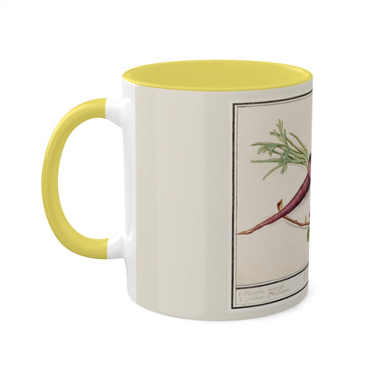 Carrot, Daucus Carota and Red currant, Ribes rubrum by Anselmus Boëtius de Boodt Colorful Mugs, 11oz