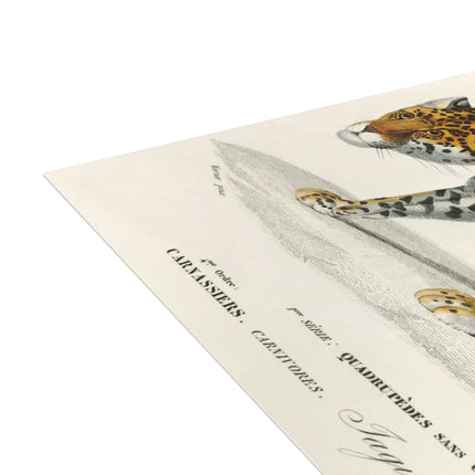 Jaguar by Charles Dessalines D'Orbigny Postcards (envelopes included) - Bundles of 10, 30, 50 Pieces