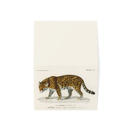 Jaguar by Charles Dessalines D' Orbigny Greeting Cards (1, 10, 30, and 50pcs)