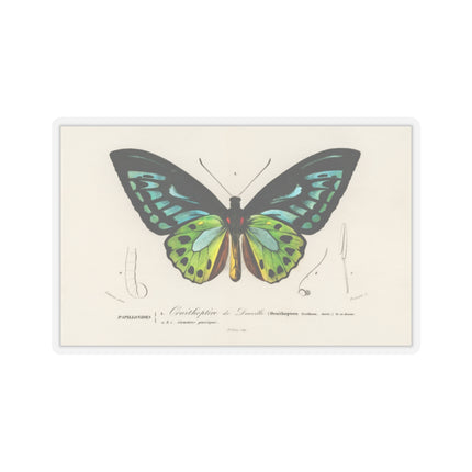 Green Birdwing by Charles Dessalines D' Orbigny Kiss-Cut Stickers (4 Sizes)