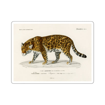 Jaguar by Charles Dessalines D' Orbigny Kiss-Cut Stickers (4 Sizes)
