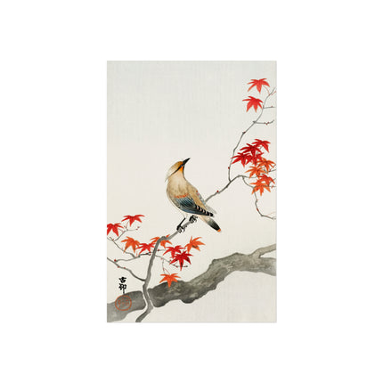 Japanese Plague Bird on Maple by Ohara Koson Fine Art Posters