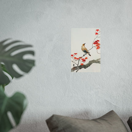 Japanese Plague Bird on Maple by Ohara Koson Fine Art Posters