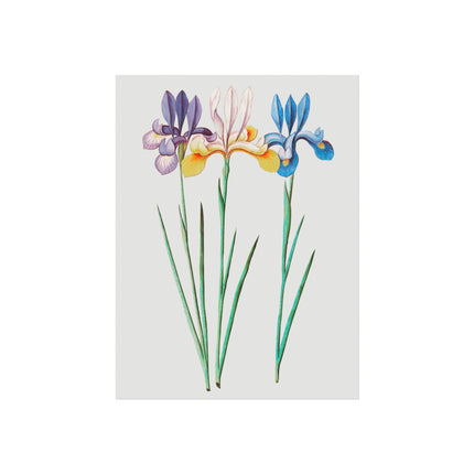 Iris, Iris Sibirica by Anselmus Boëtius de Boodt Fine Art Posters