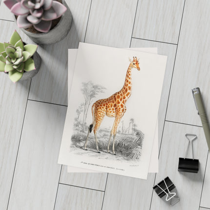 Giraffe by Charles Dessalines D'Orbigny Postcards (envelopes included) - Bundles of 10, 30, 50 Pieces