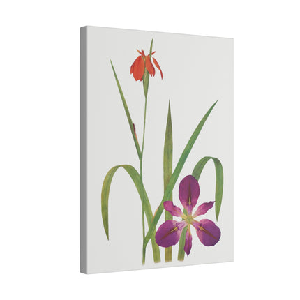 Elegant Botanical Irises – William Dykes’ The Genus Iris