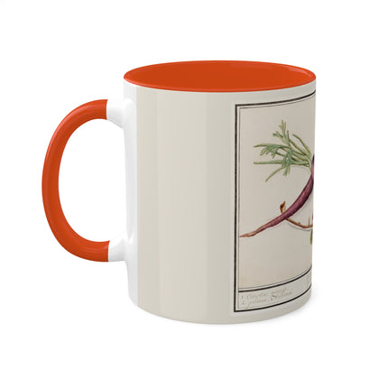 Carrot, Daucus Carota and Red currant, Ribes rubrum by Anselmus Boëtius de Boodt Colorful Mugs, 11oz