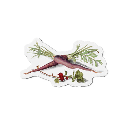 Carrot, Daucus carota and red currant, Ribes rubrum by Anselmus Boëtius de Boodt Die-Cut Magnets (5 Sizes)