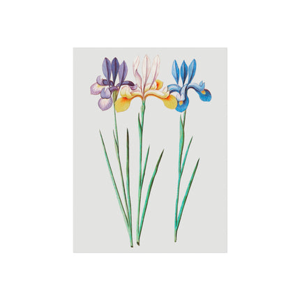 Iris, Iris Sibirica by Anselmus Boëtius de Boodt Fine Art Posters