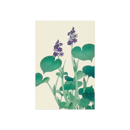 Blooming Hosta by Ohara Koson Fine Art Posters