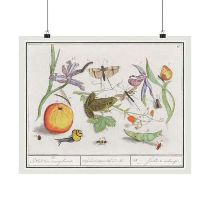 Natural History Ensemble, No. 12 by Anselmus Boëtius de Boodt Matte Horizontal Posters