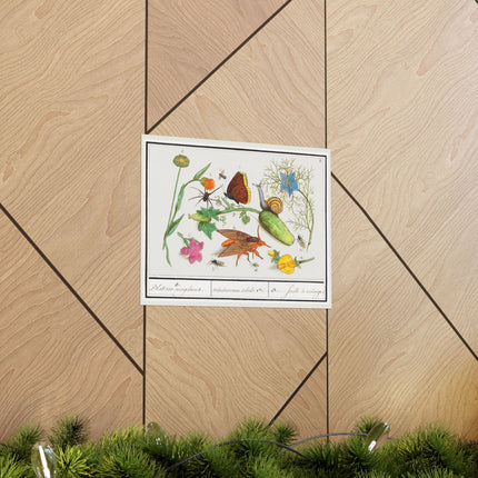 Natural History Ensemble, no. 3 by Anselmus Boëtius de Boodt Matte Horizontal Posters