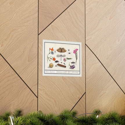 Natural History Ensemble, No. 8 by Anselmus Boëtius de Boodt Matte Horizontal Posters
