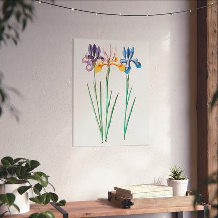 Iris, Iris Sibirica by Anselmus Boëtius de Boodt Fine Art Posters