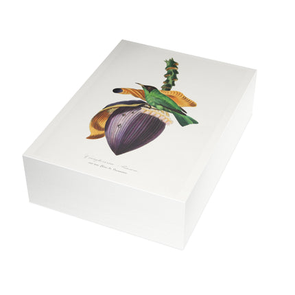 Treecreeper by Paul Gervais Postcards (envelopes included) - Bundles of 10, 30, 50 Pieces