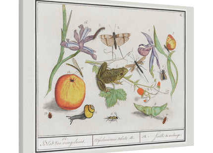 Natural History Ensemble, No. 12 by Anselmus Boëtius de Boodt Matte Canvas, Stretched, 0.75"