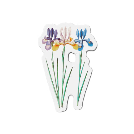 Iris, Iris sibirica by Anselmus Boëtius de Boodt Die-Cut Magnets (5 Sizes)