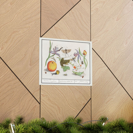 Natural History Ensemble, No. 12 by Anselmus Boëtius de Boodt Matte Horizontal Posters
