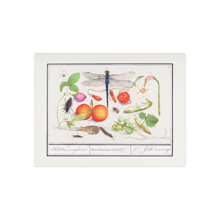 Natural History Ensemble, No. 7 Ceramic Tile