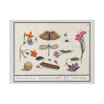 Natural History Ensemble No. 8 – Late Renaissance Illustration by Anselmus Boëtius de Boodt