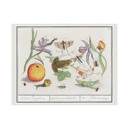 Natural History Ensemble, No. 12 by Anselmus Boëtius de Boodt Matte Horizontal Posters