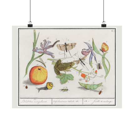 Natural History Ensemble, No. 12 by Anselmus Boëtius de Boodt Matte Horizontal Posters