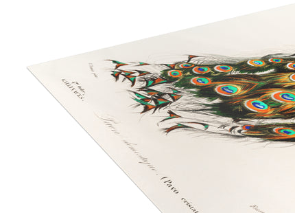 Indian Peafowl by Charles Dessalines D'Orbigny Postcards (envelopes included) - Bundles of 10, 30, 50 Pieces