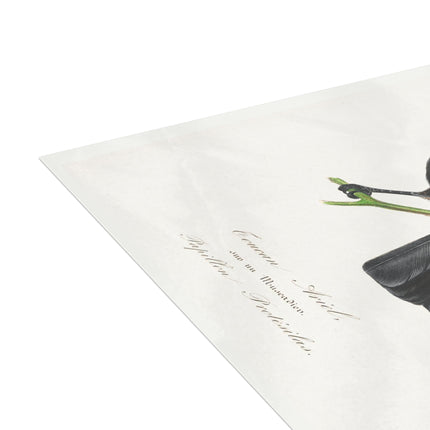 Channel Billed Toucan by Paul Gervais Postcards (envelopes included) - Bundles of 10, 30, 50 Pieces