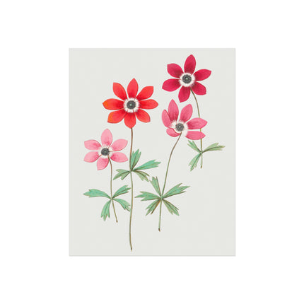 Anemoon, Anemone by Anselmus Boëtius de Boodt Fine Art Posters