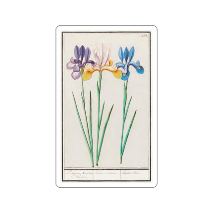 Iris, Iris sibirica by Anselmus Boëtius de Boodt Kiss-Cut Stickers (4 Sizes)