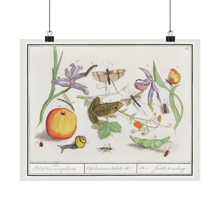 Natural History Ensemble, No. 12 by Anselmus Boëtius de Boodt Matte Horizontal Posters