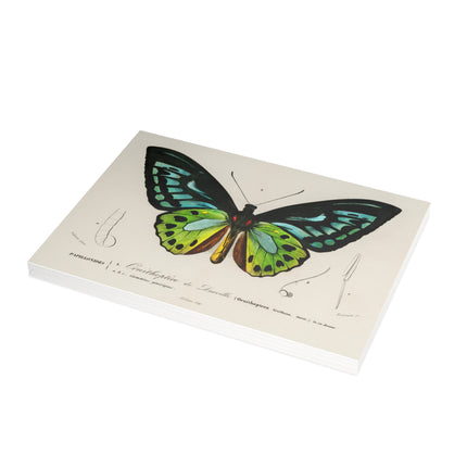 Green Birdwing by Charles Dessalines D' Orbigny Postcards (envelopes included) - Bundles of 10, 30, 50 Pieces