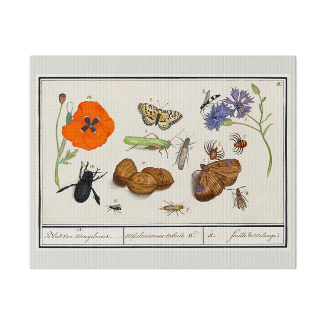Natural History Ensemble No. 11 – Late Renaissance Illustration by Anselmus Boëtius de Boodt