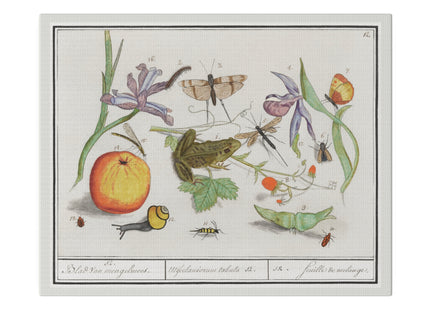 Natural History Ensemble, No. 12 by Anselmus Boëtius de Boodt Matte Canvas, Stretched, 0.75"