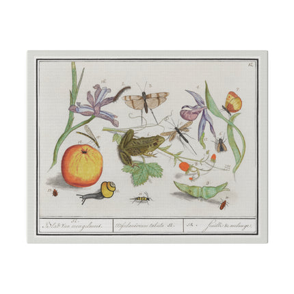 Natural History Ensemble No. 12 – Late Renaissance Illustration by Anselmus Boëtius de Boodt