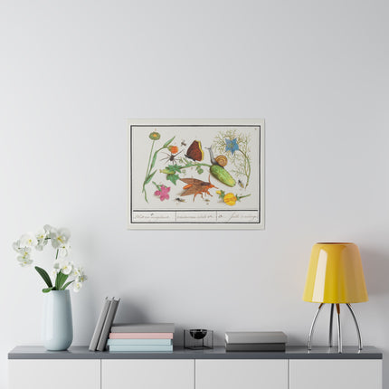 Natural History Ensemble No. 3 – Late Renaissance Illustration by Anselmus Boëtius de Boodt