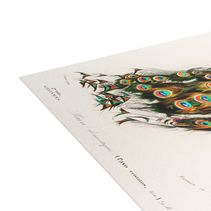 Indian Peafowl by Charles Dessalines D'Orbigny Postcards (envelopes included) - Bundles of 10, 30, 50 Pieces