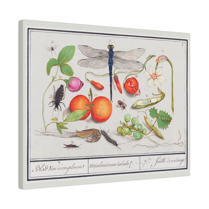 Natural History Ensemble, No. 7 by Anselmus Boëtius de Boodt Matte Horizontal Posters