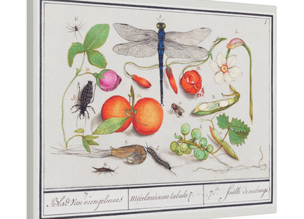 Natural History Ensemble, No. 7 by Anselmus Boëtius de Boodt Matte Matte Canvas, Stretched, 0.75"