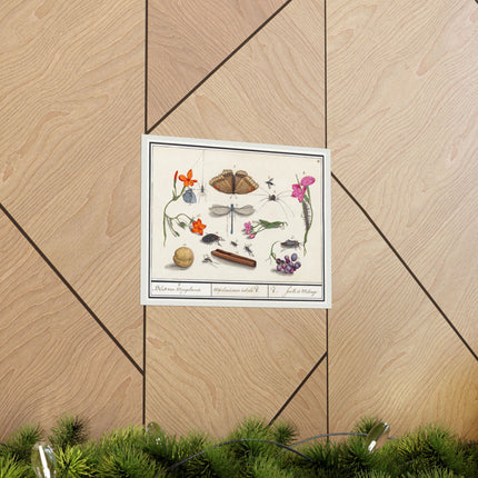 Natural History Ensemble, No. 8 by Anselmus Boëtius de Boodt Matte Horizontal Posters